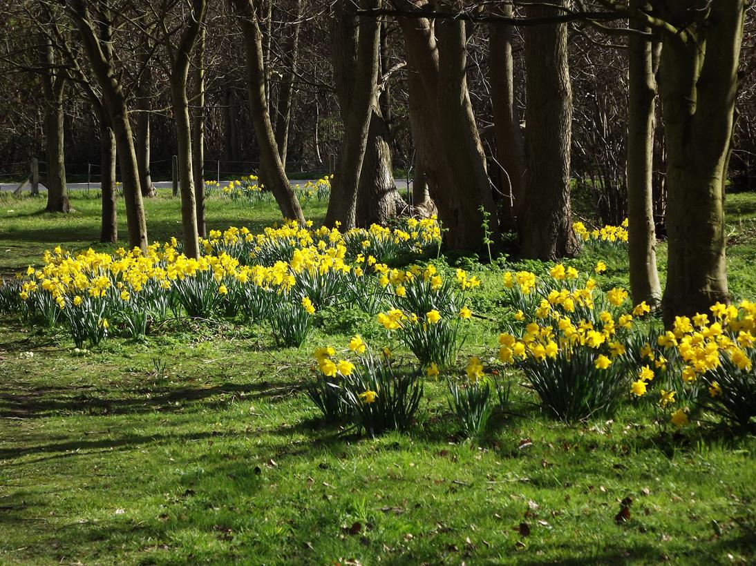 -daffodils