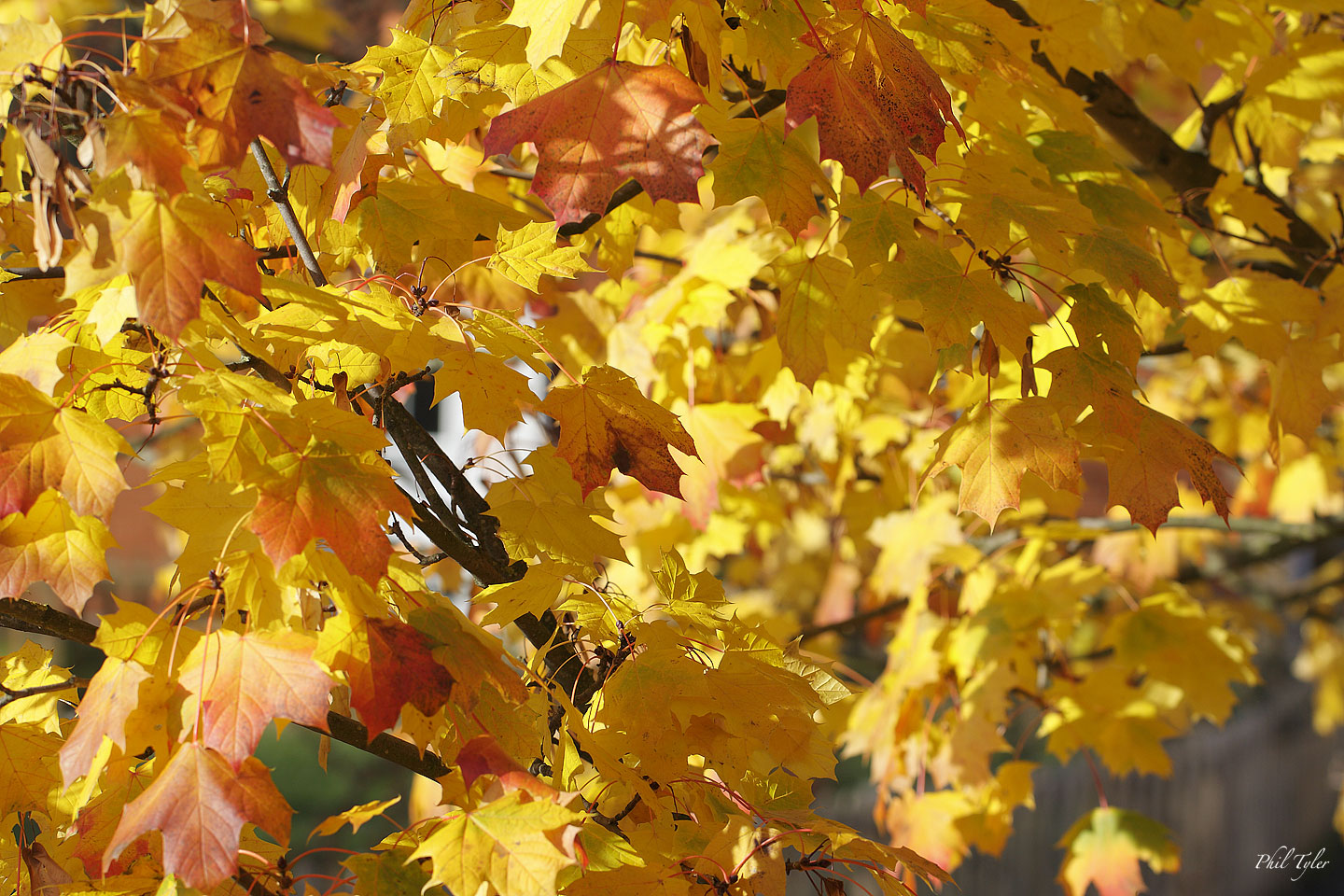 -sycamore-autumn-colours---mayhew-road